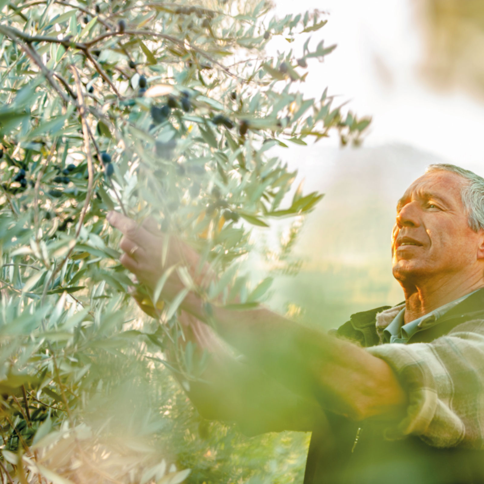 Un contadino raccoglie manualmente le olive dall'albero sul lago di Garda, in Italia